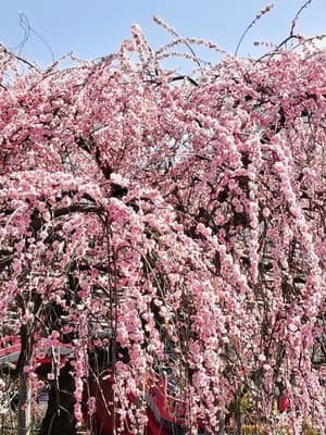 第29回亀戸天神 梅まつり
